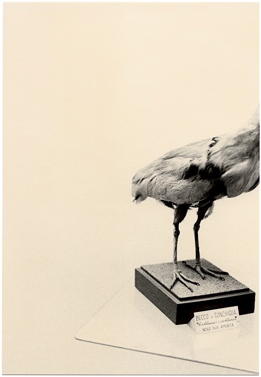 Untitled (bird and beak), silver gelatin photograph by Mikael Siirilä