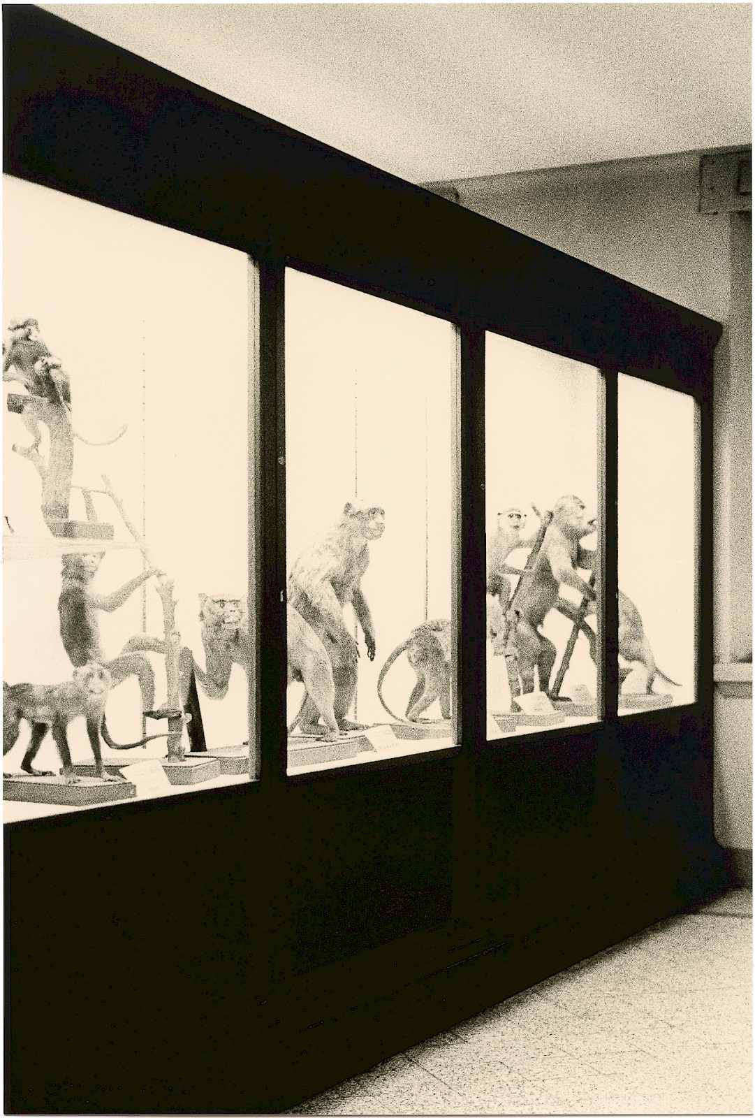 Untitled (primates), silver gelatin photograph by Mikael Siirilä