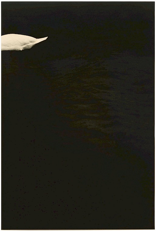 Untitled (partial swan), silver gelatin photograph by Mikael Siirilä