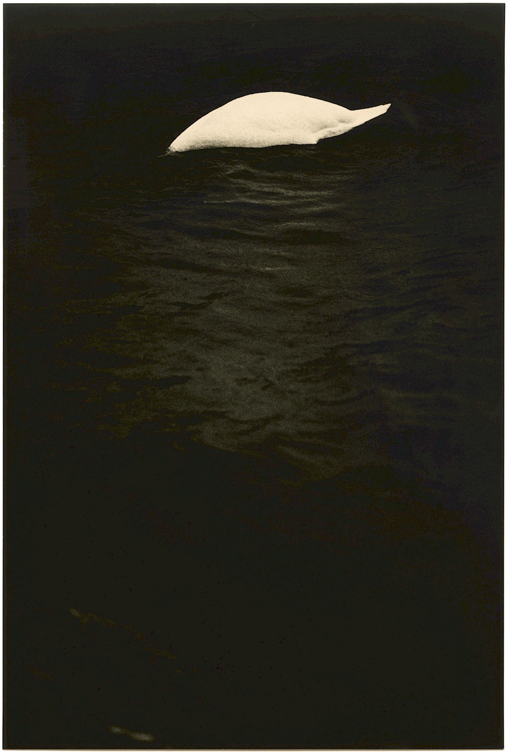 Mikael Siirilä, Untitled (Swan), 2020