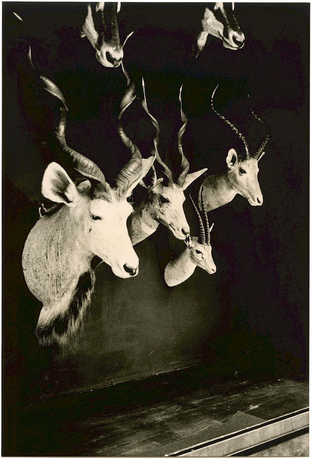 Untitled (horns), silver gelatin photograph by Mikael Siirilä