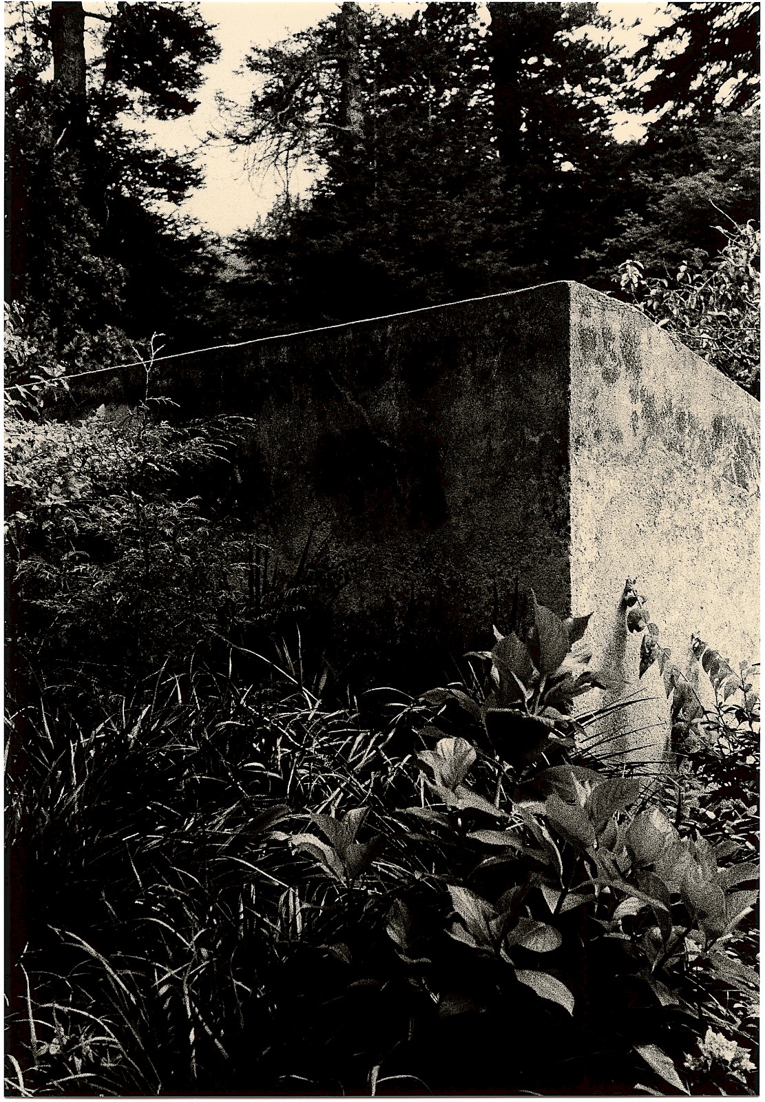 Untitled (concrete and foliage), silver gelatin photograph by Mikael Siirilä