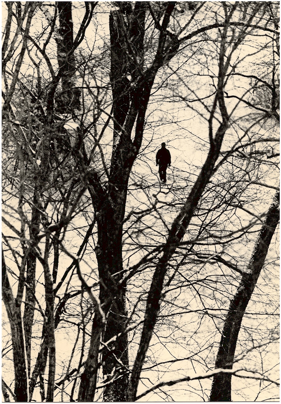 Untitled (branches),  by Mikael Siirilä